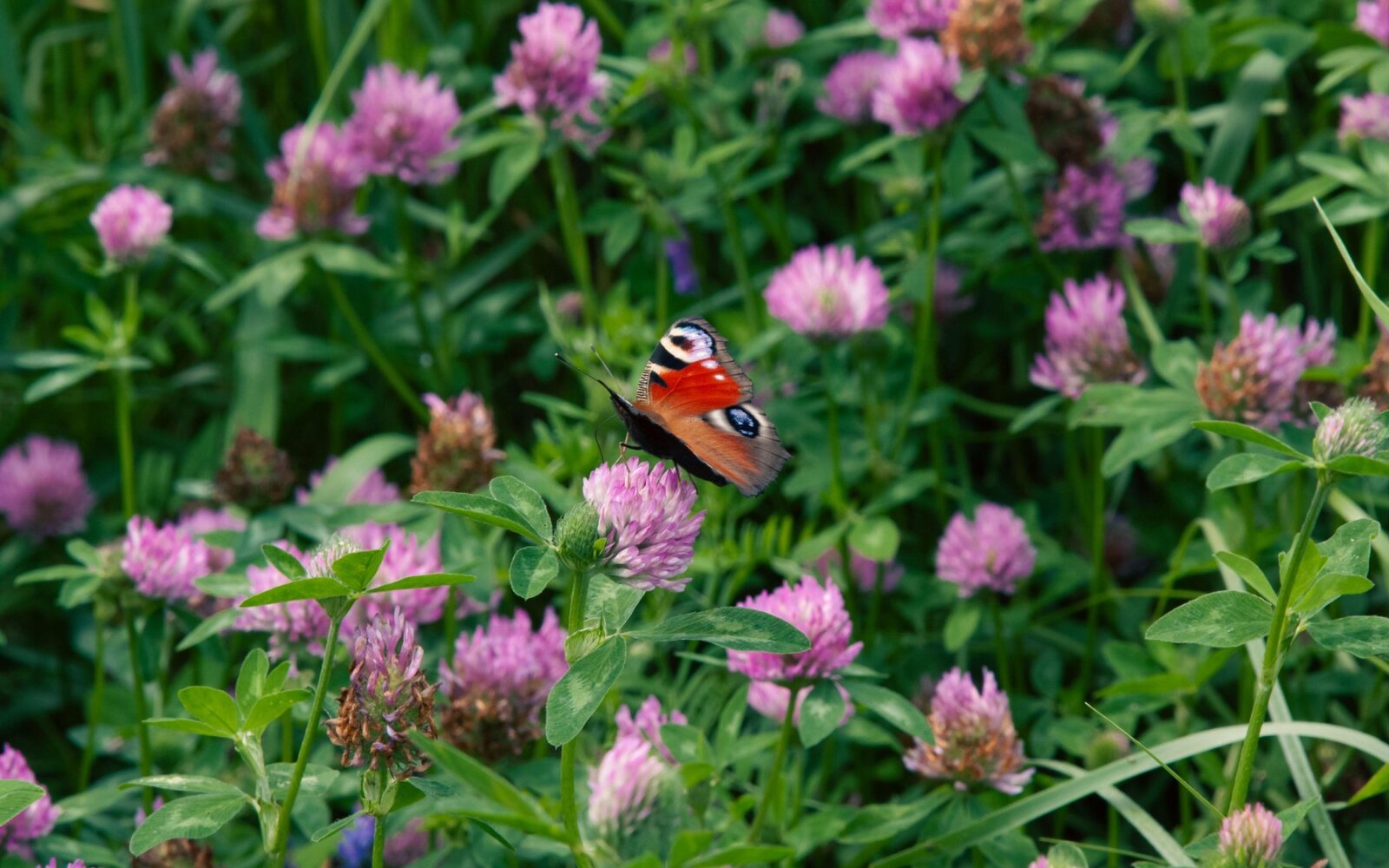 Cvetje črne detelje in na njem metulj.