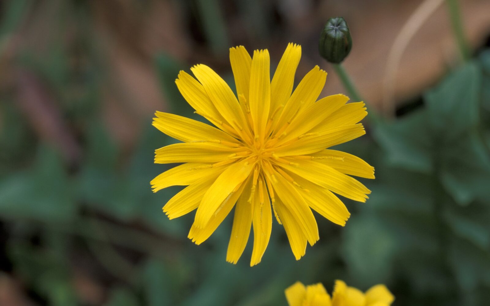 navadna smrdljivka, svet