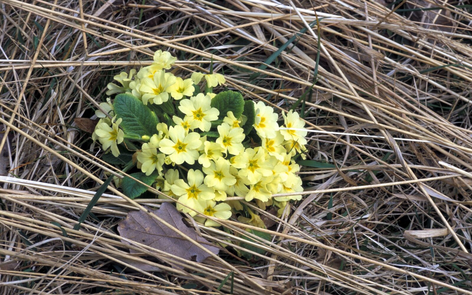 Šopek trobentic - divja hrana