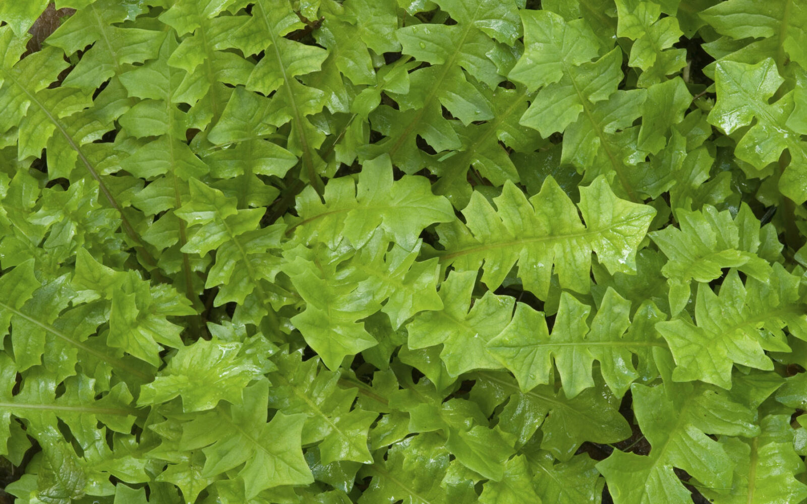 krompirjevka, gozdni regrat