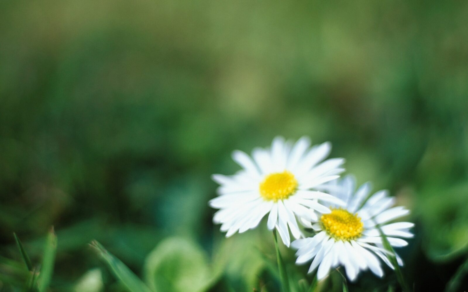 Navadna marjetica raste po tratah, travnikih, parkih in ob poteh