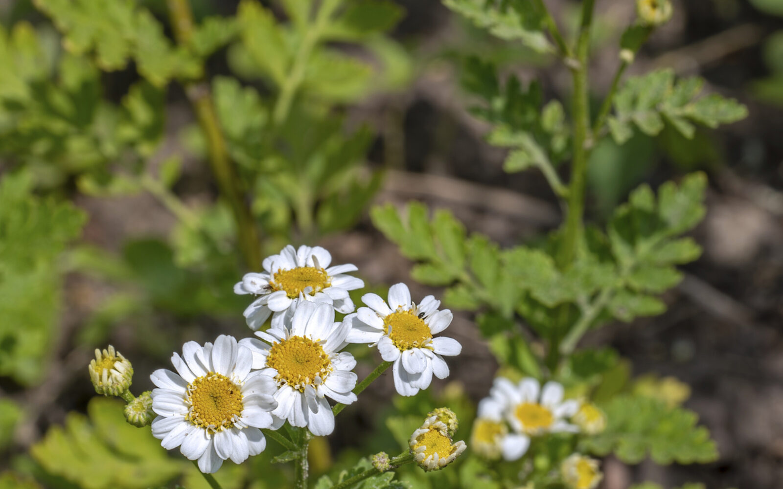 Vratiči imajo marjeticam podoben cvet, vendar so njihovi listi drugačni. 