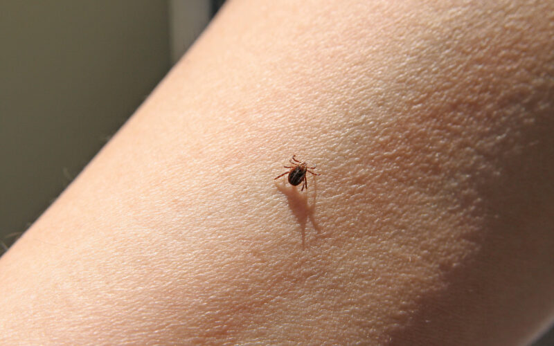 Novost: Kdo se lahko proti klopnemu meningitisu cepi brezplačno?