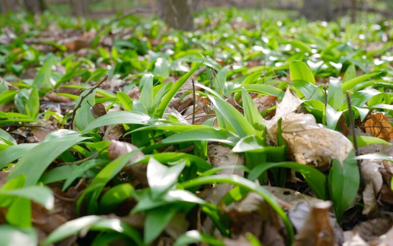 Kako ločiti čemaž od njegovih strupenih dvojnikov?