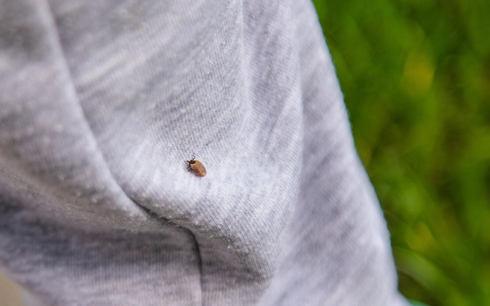 Klop na trenerki - na svetlih oblačilih klope lažje opazimo in pravočasno odstranimo