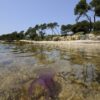 v ozadju obala (plaža) pred njo pa plitka voda v kateri je meduza mesečinka