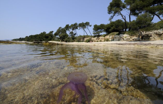 v ozadju obala (plaža) pred njo pa plitka voda v kateri je meduza mesečinka