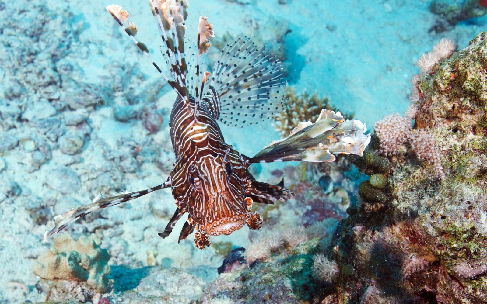 plamenka v morju