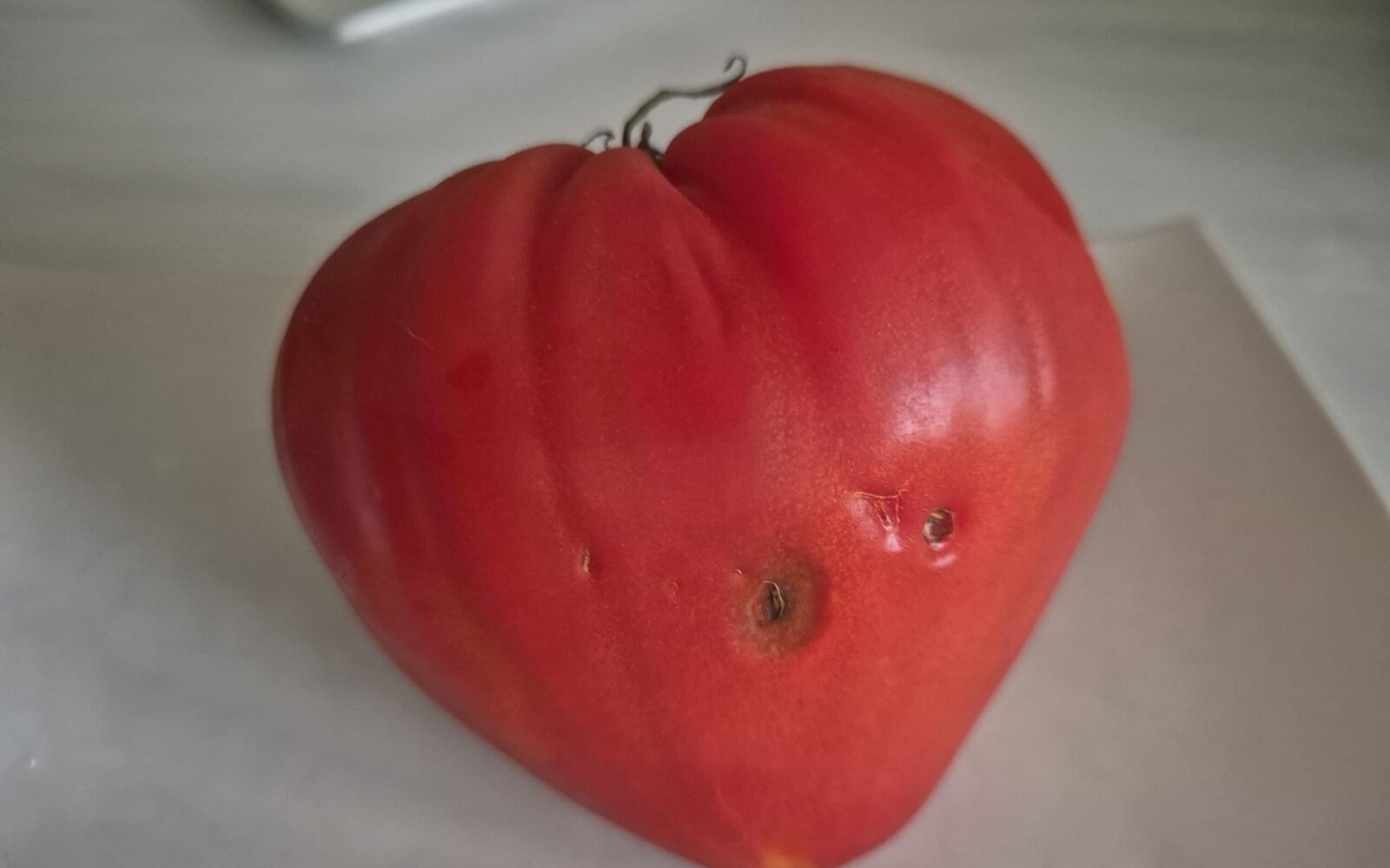 Plesen na paradižniku volovsko srce