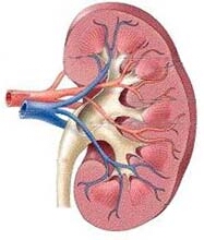 Preprecevanje_kronicnih_zapletov_stiri.jpg 5C707AB4-4B58-11E1-A763-B46665B94067